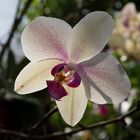 Orchidee - Insel Mainau 04/2015