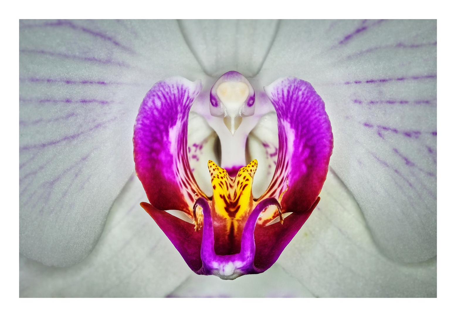 Orchidee intim