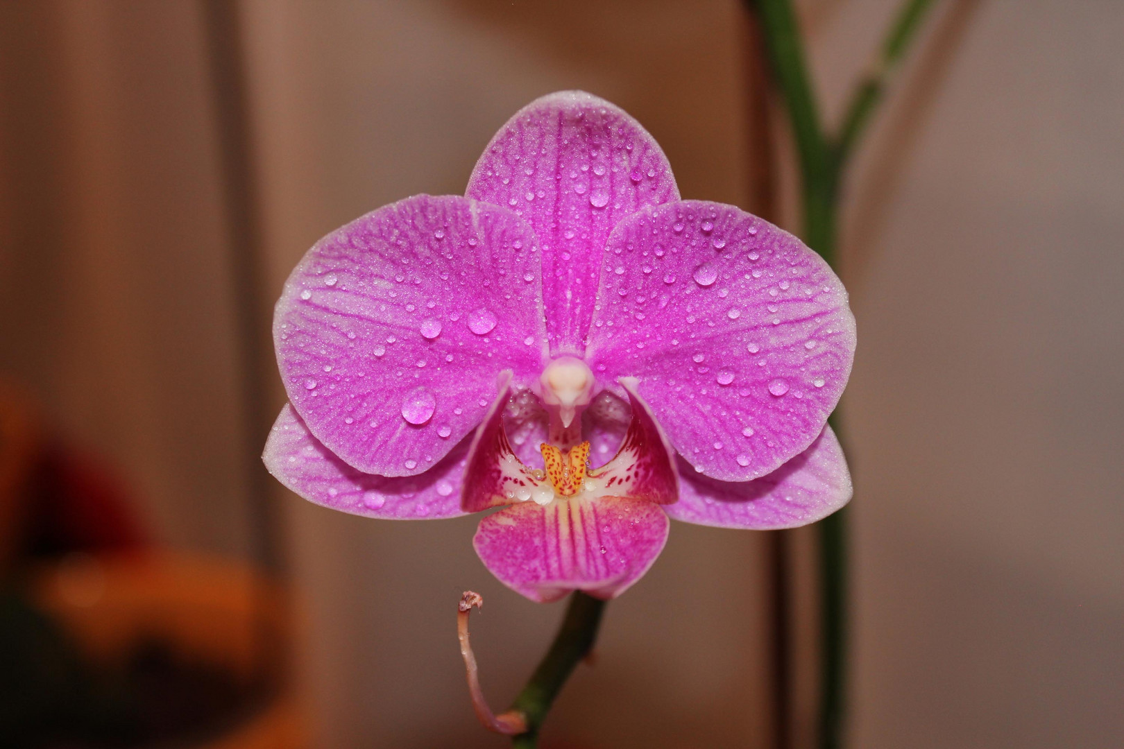 Orchidee IV