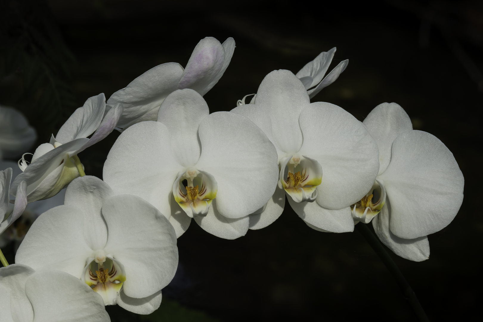 Orchidee - IV