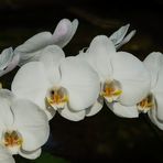 Orchidee - IV