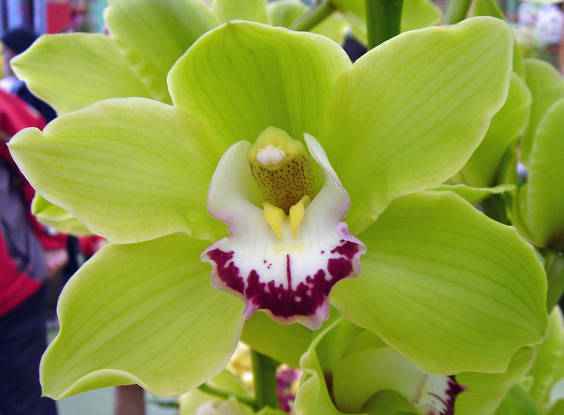 Orchidee IV
