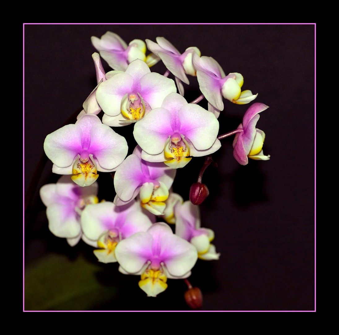 Orchidee IV