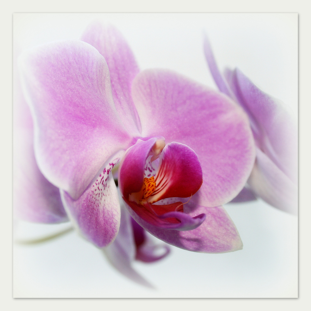~Orchidee IX~