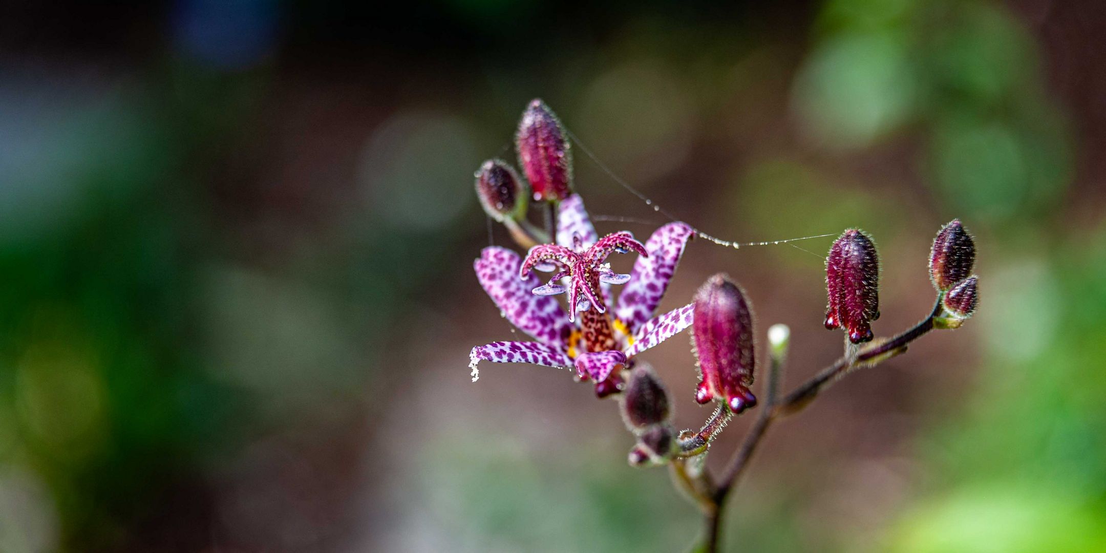 Orchidée jardin 