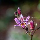 Orchidée jardin 