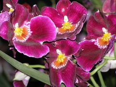 Orchidee, karminrot mit gelb-weißer Lippe