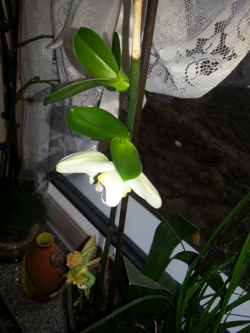 Orchidee kindel