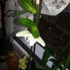 Orchidee kindel