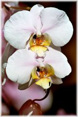 Orchidee klassisch