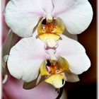 Orchidee klassisch