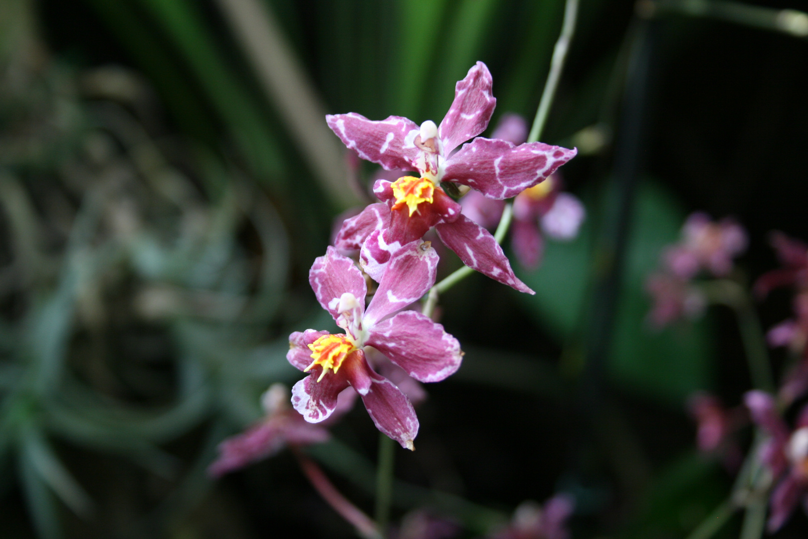 Orchidee klein