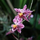 Orchidee klein