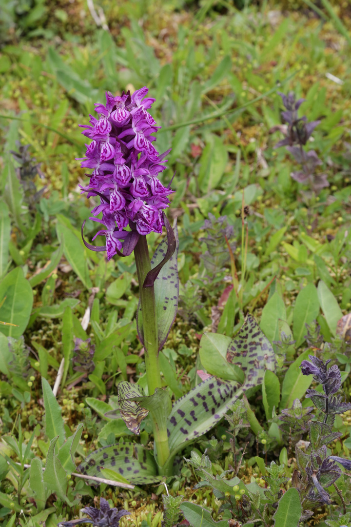 Orchidee, Knabenkraut (2015_07_05_EOS 6D_6411_ji)