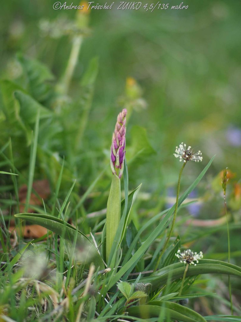 Orchidee - Knabenkraut punktiert.