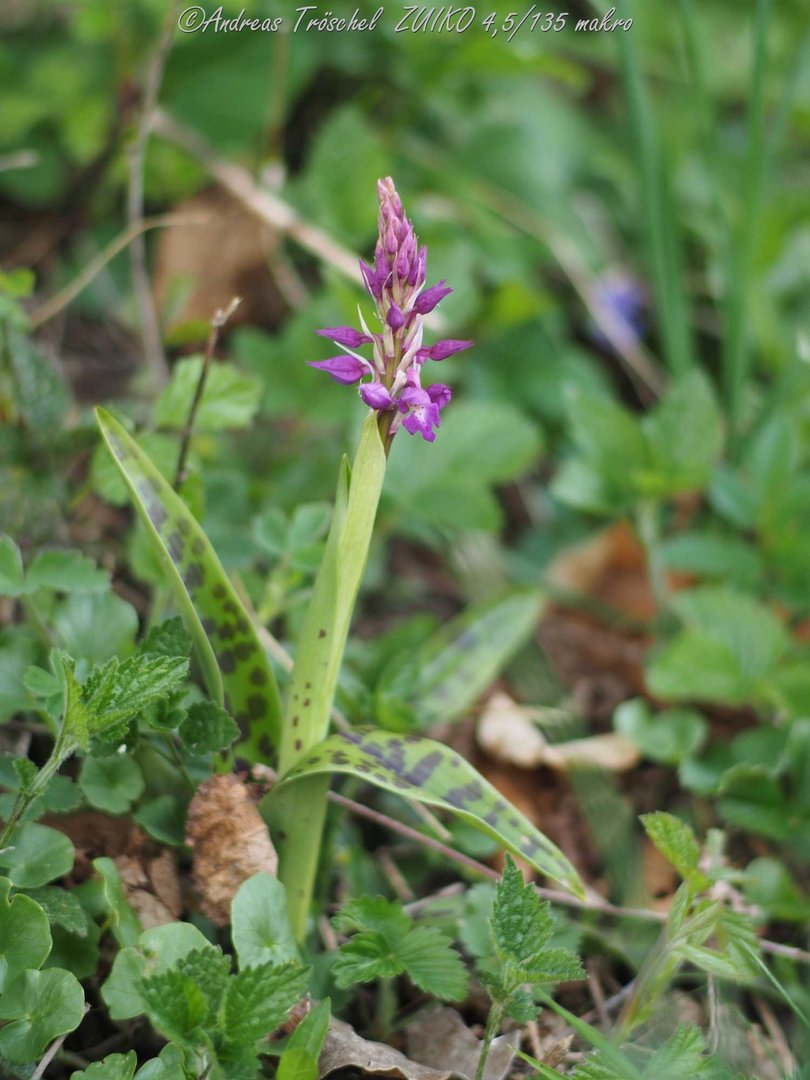 Orchidee - Knabenkraut punktiert.