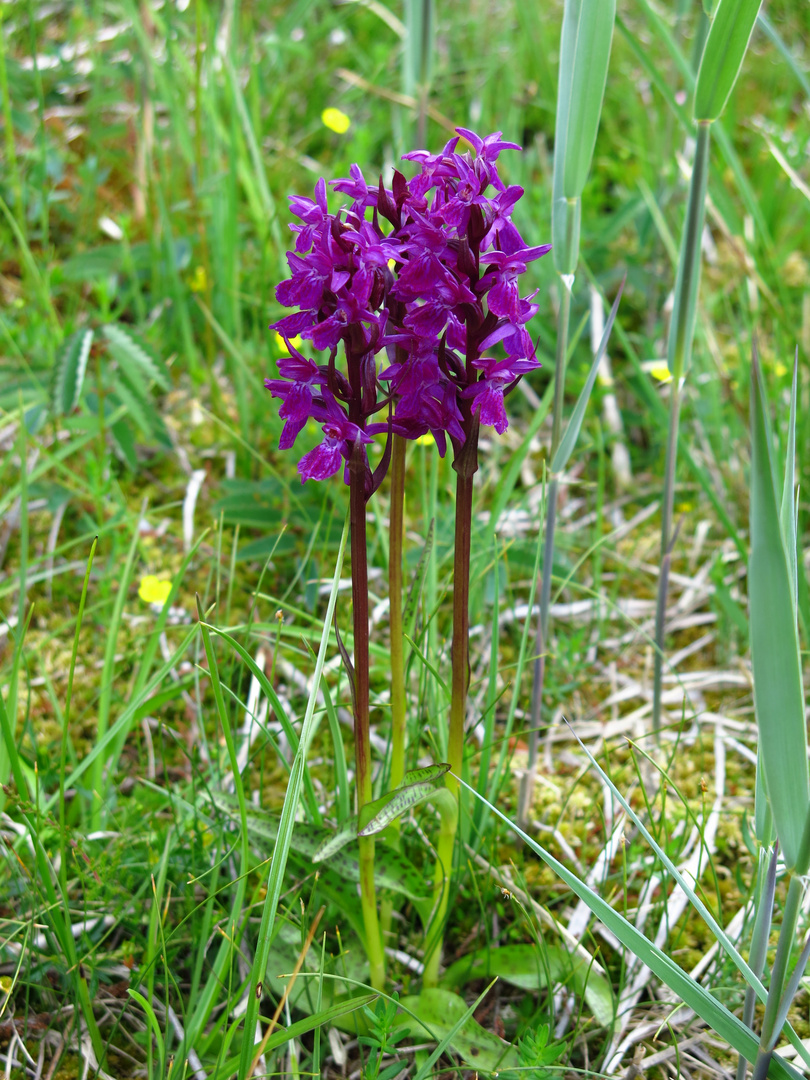 Orchidee Knabenkraut Violett