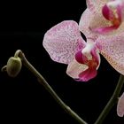 orchidee-knospe