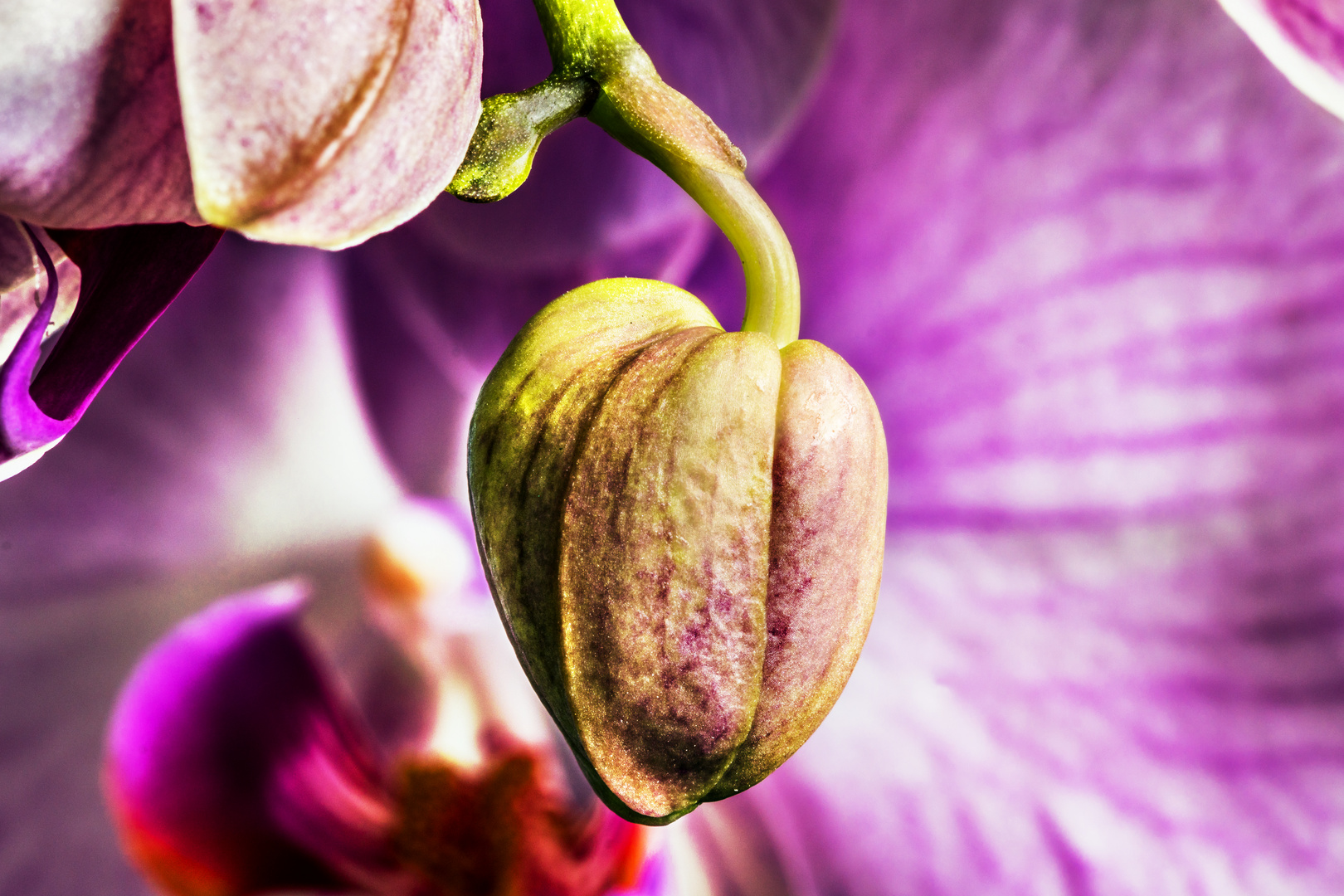 Orchidee Knospe