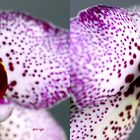 Orchidee - Kreuzblick Stereo