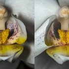 Orchidee (Kreuzblick-Stereo)