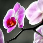 Orchidée [La Deuxième]
