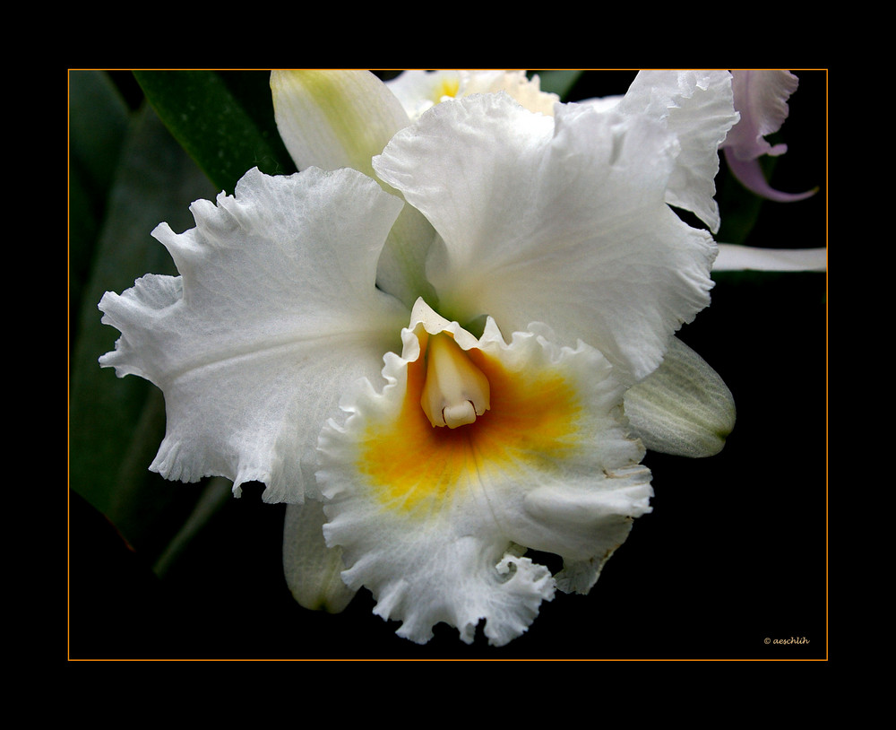 Orchidee... le blanc