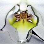 Orchidée Lesly