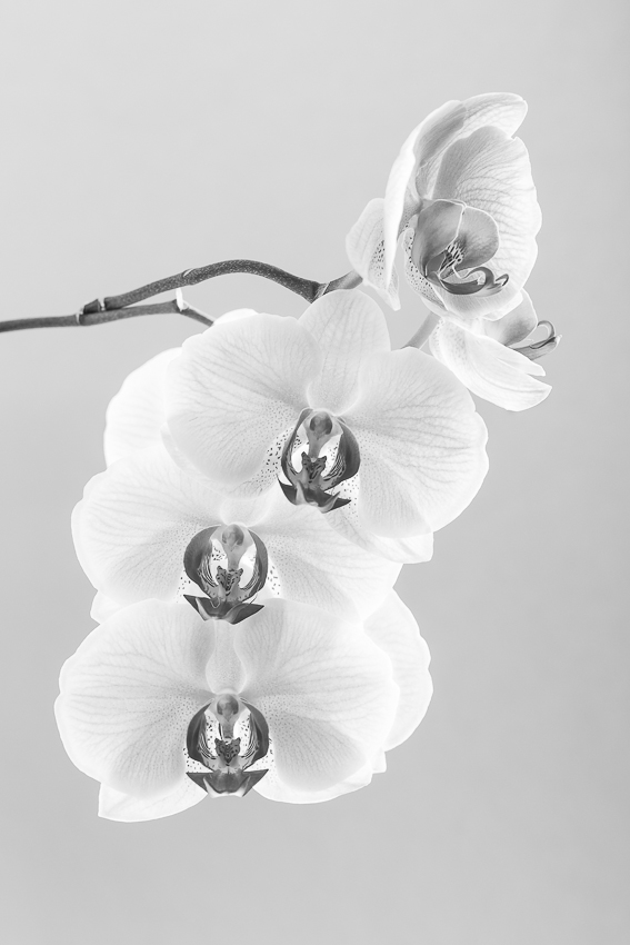 Orchidee leuchtend