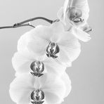 Orchidee leuchtend