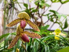 Orchidee - LGS Bad Dürrenberg 2024 (05)