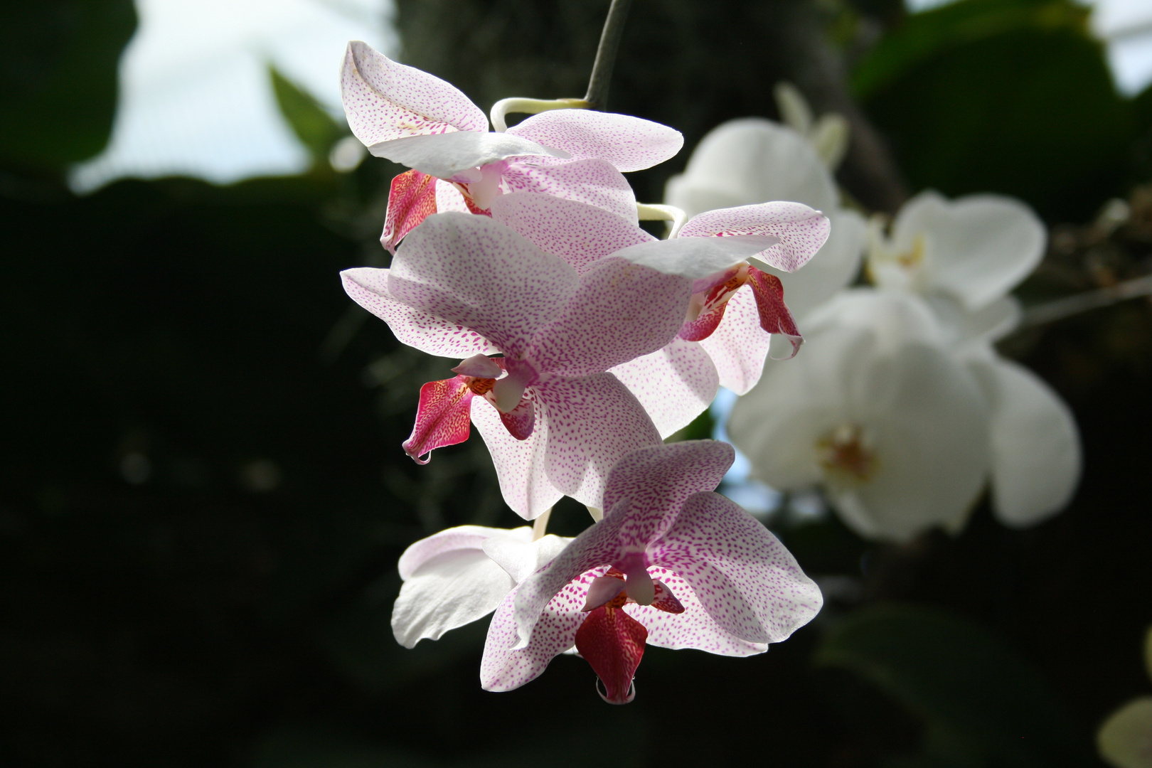 Orchidee Lichtspiel