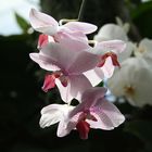 Orchidee Lichtspiel