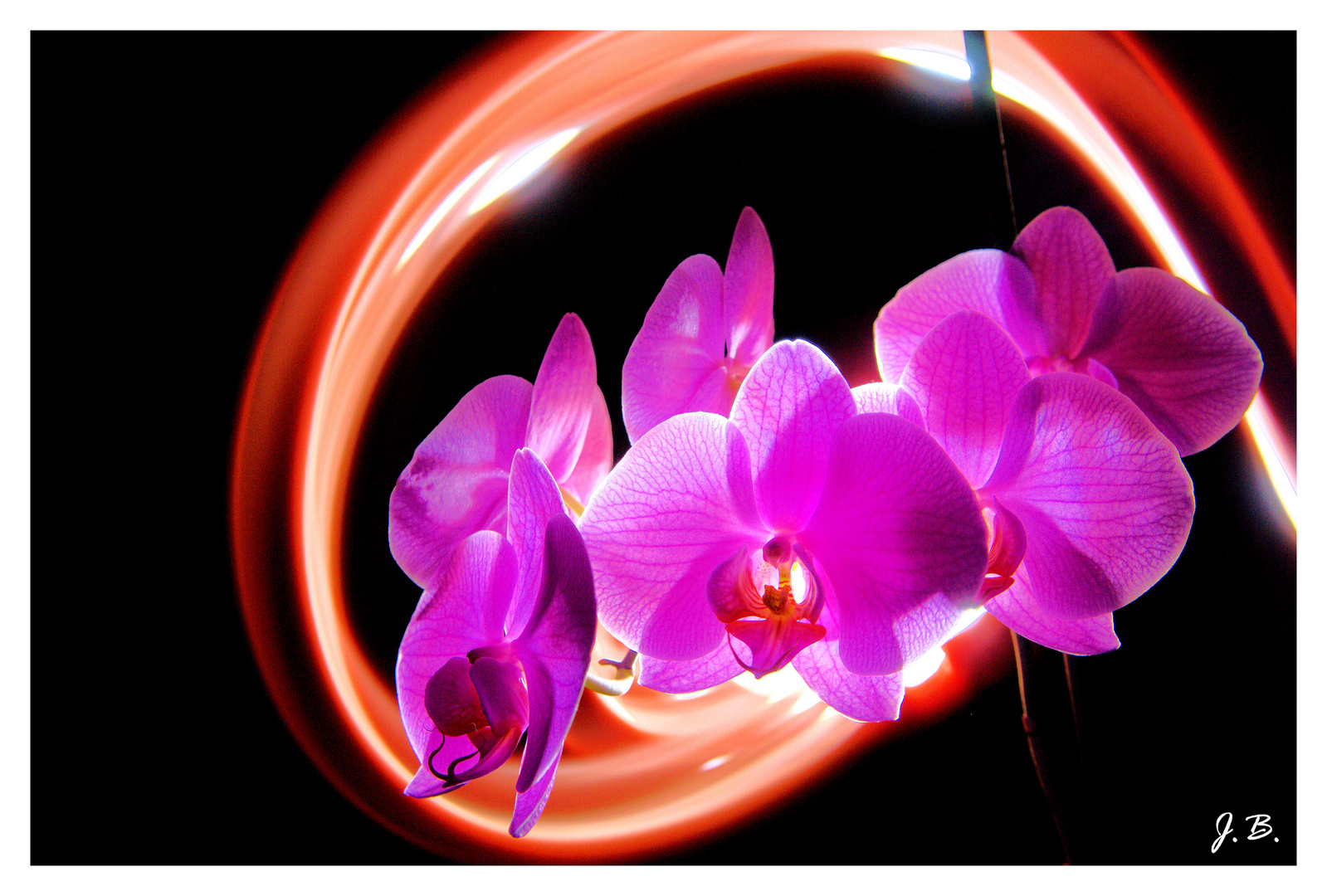 Orchidée light painting