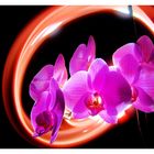 Orchidée light painting