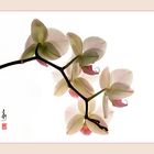 Orchidee - like a chinese painting