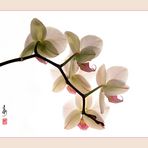 Orchidee - like a chinese painting