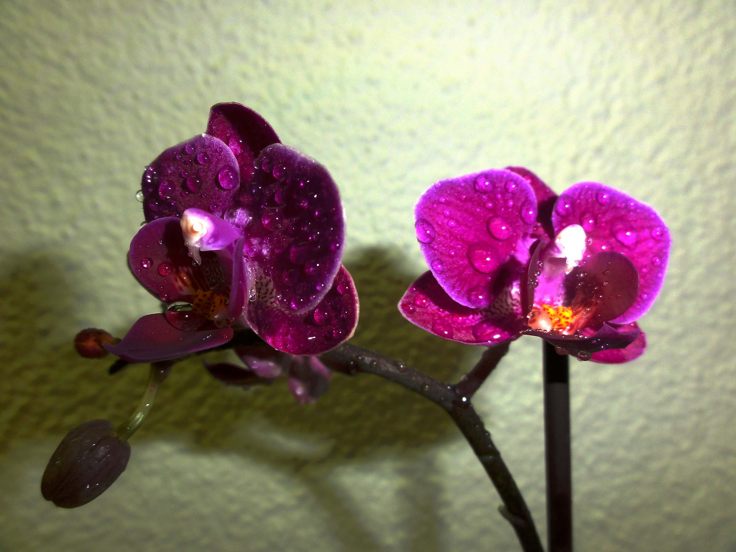 Orchidee ~~lila~~