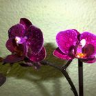 Orchidee ~~lila~~