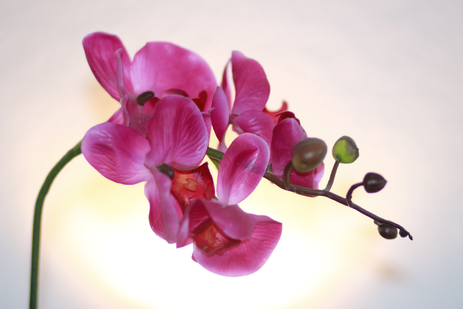 Orchidee - Lila