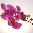 Orchidee - Lila