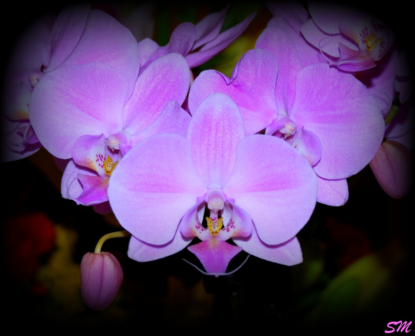 Orchidee Lilla