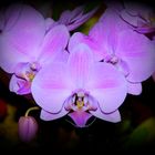 Orchidee Lilla