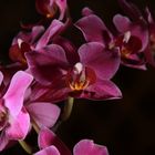 Orchidee low key