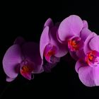 Orchidee low key