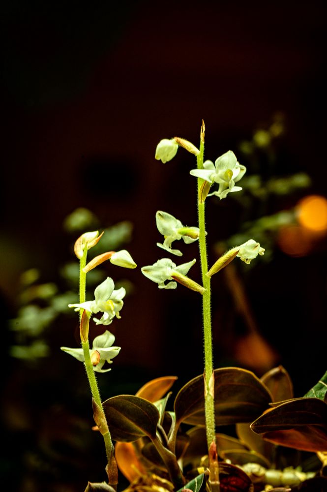 Orchidee  (Ludisia discolor) bei Nacht