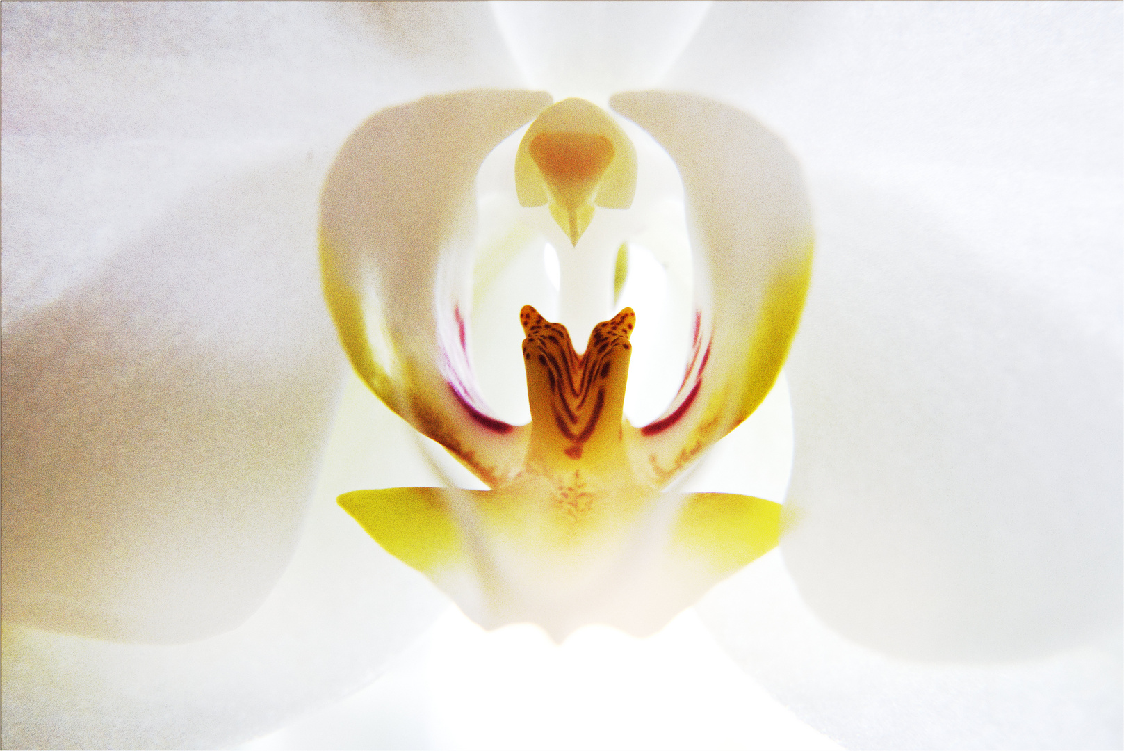 Orchidee macht Laune