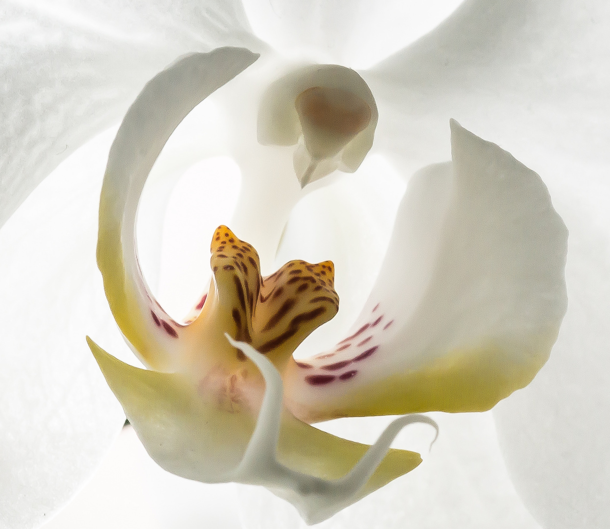 Orchidee- Macro