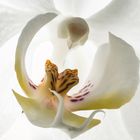 Orchidee- Macro