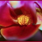 Orchidee- Macro